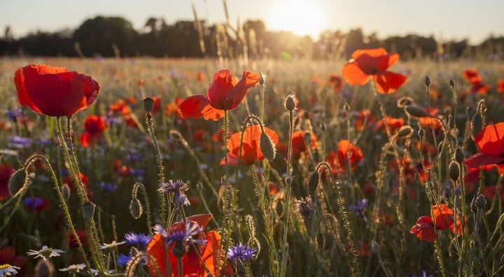 Blog Image - 800x400 - Royal Parks